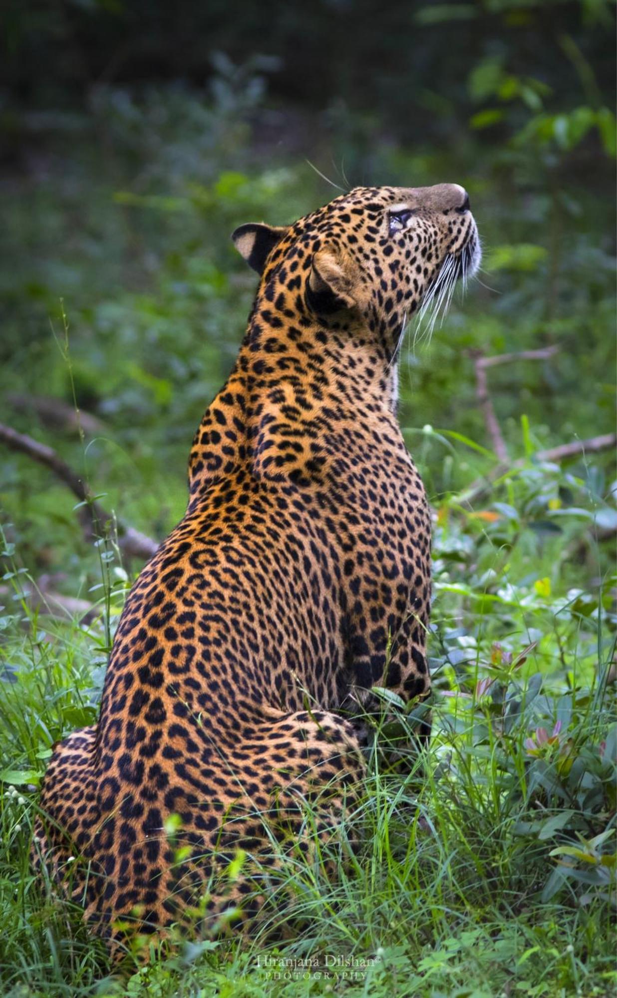 Epic Wild Wilpattu Nochchiyagama Exterior foto
