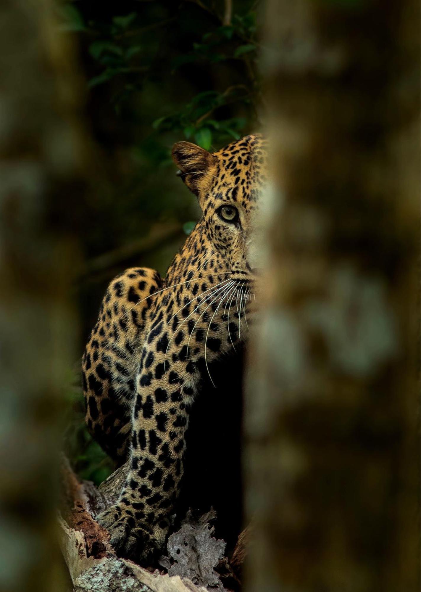 Epic Wild Wilpattu Nochchiyagama Exterior foto