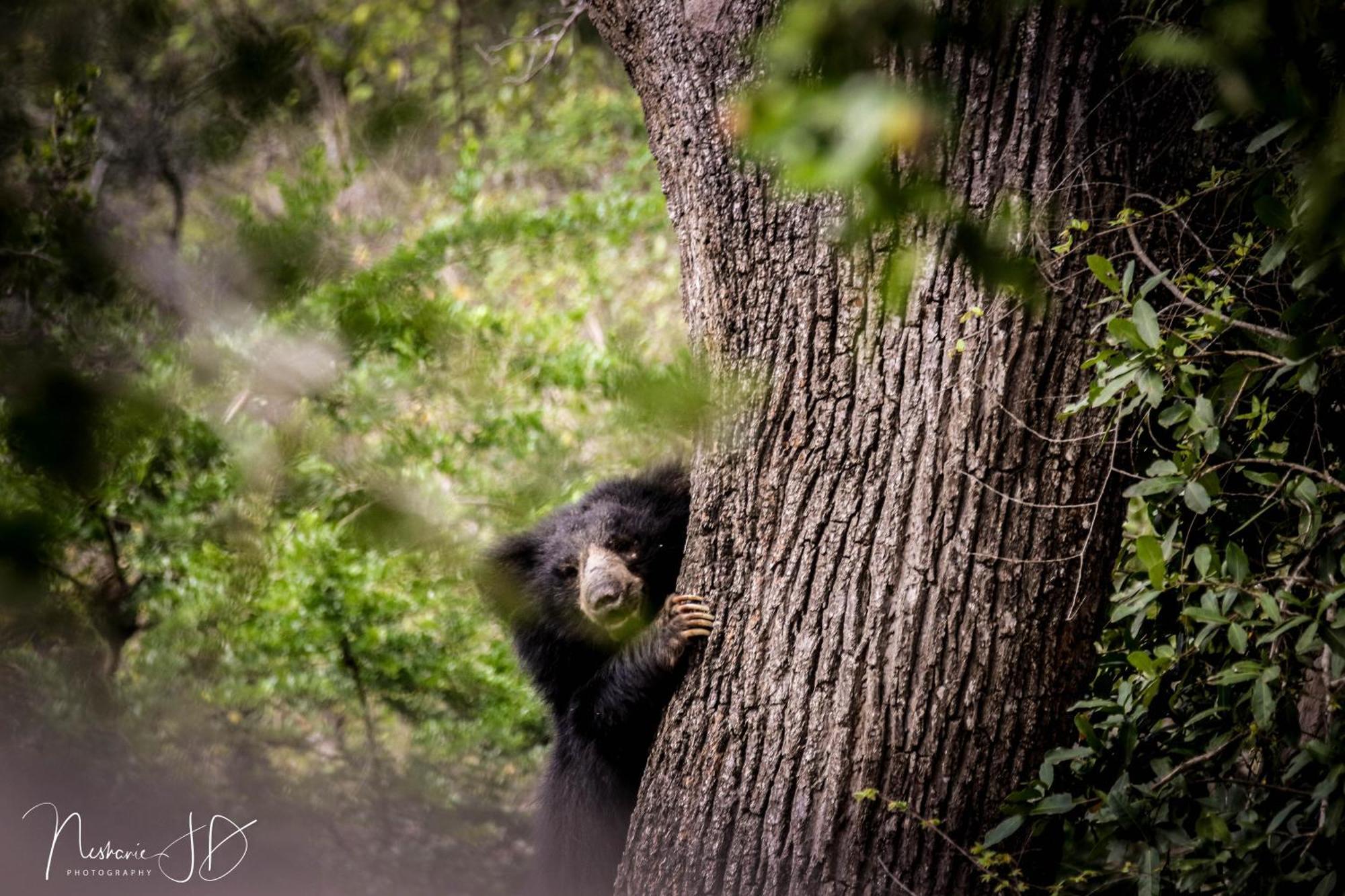 Epic Wild Wilpattu Nochchiyagama Exterior foto