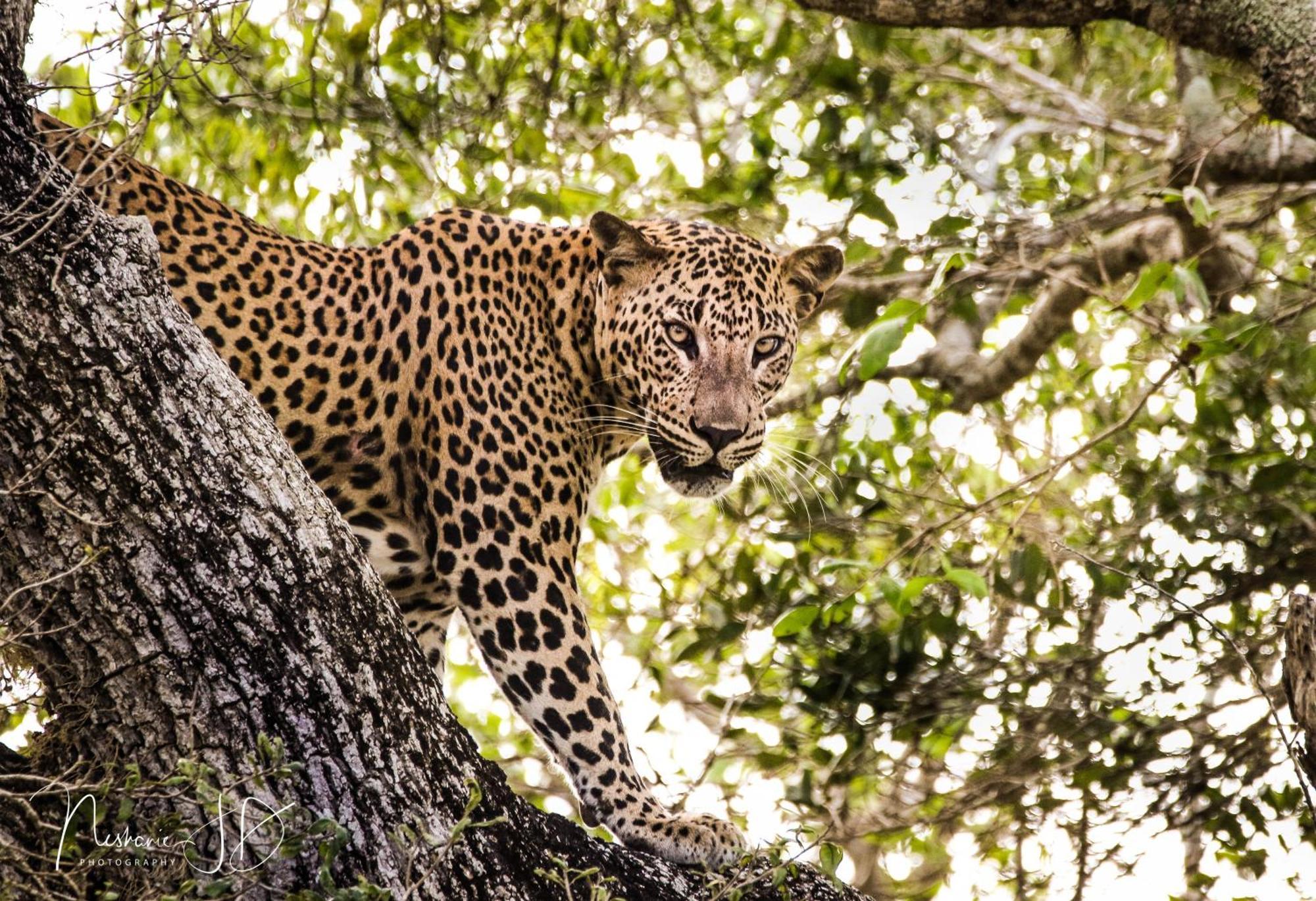Epic Wild Wilpattu Nochchiyagama Exterior foto