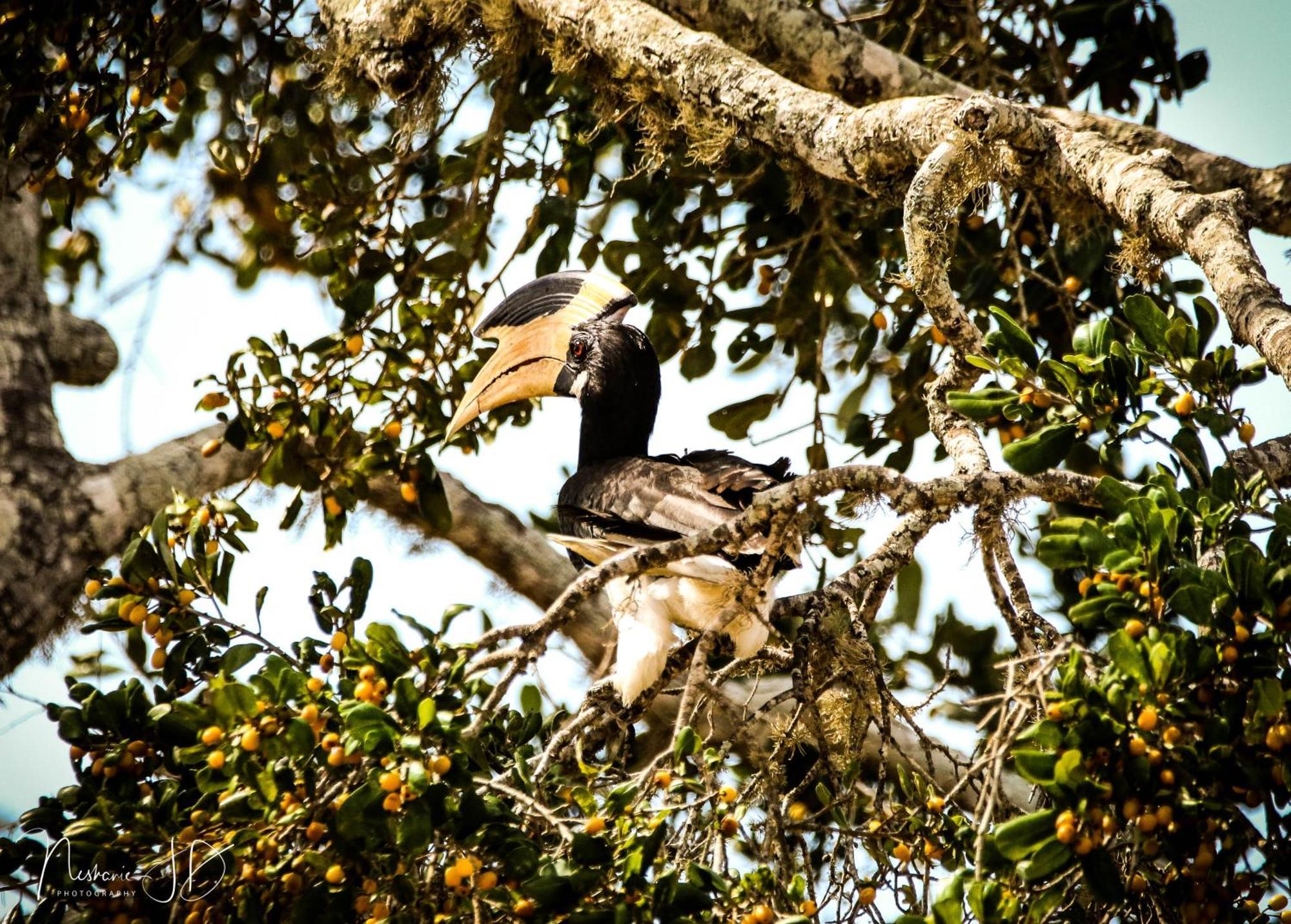 Epic Wild Wilpattu Nochchiyagama Exterior foto